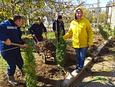 НА НОВОСЕЛИЦКОМ УЧАСТКЕ ВЫСАДИЛИ ТУИ