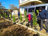 НА НОВОСЕЛИЦКОМ УЧАСТКЕ ВЫСАДИЛИ ТУИ