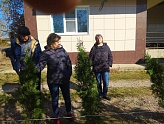 ЭНЕРГОСБЫТ САЖАЕТ КИПАРИСЫ